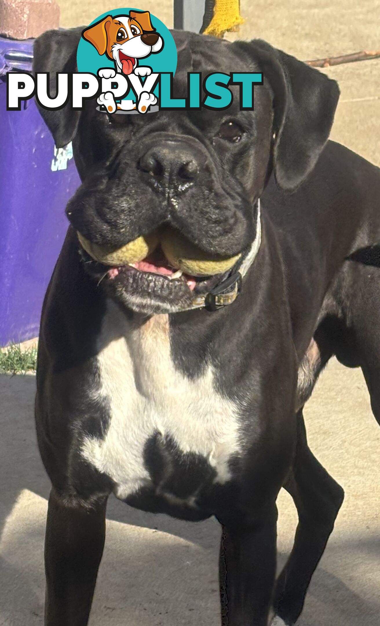 Purebred Cassius Clay Boxer Puppies