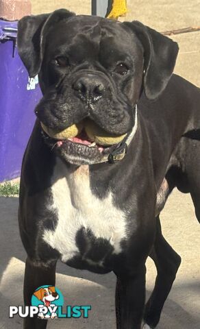 Purebred Cassius Clay Boxer Puppies