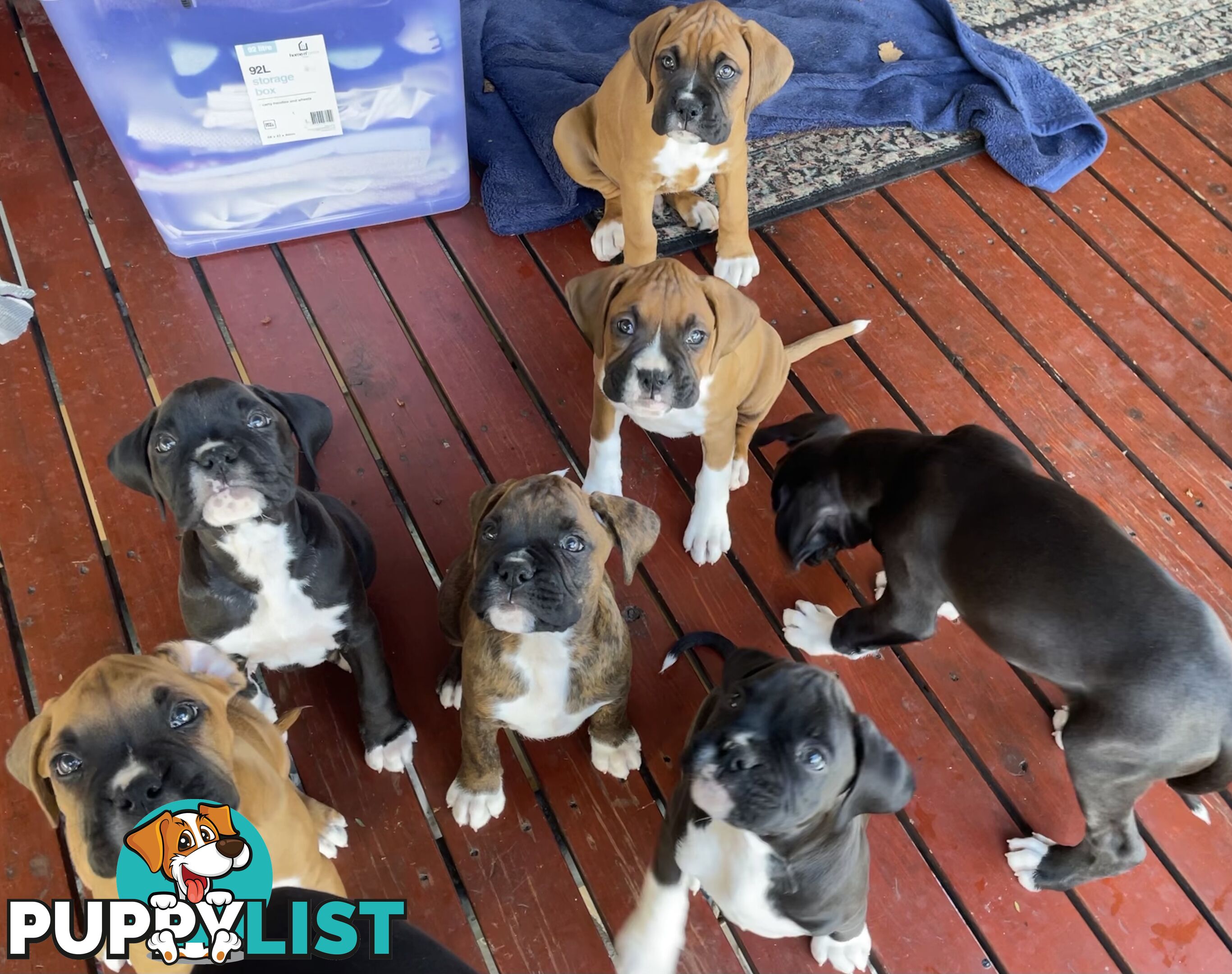Purebred Cassius Clay Boxer Puppies