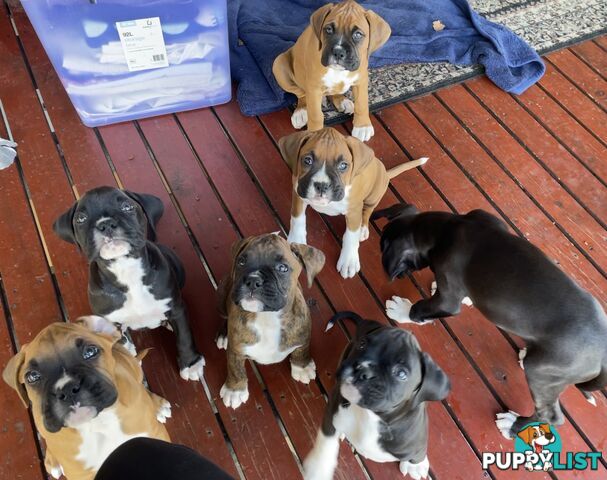 Purebred Cassius Clay Boxer Puppies