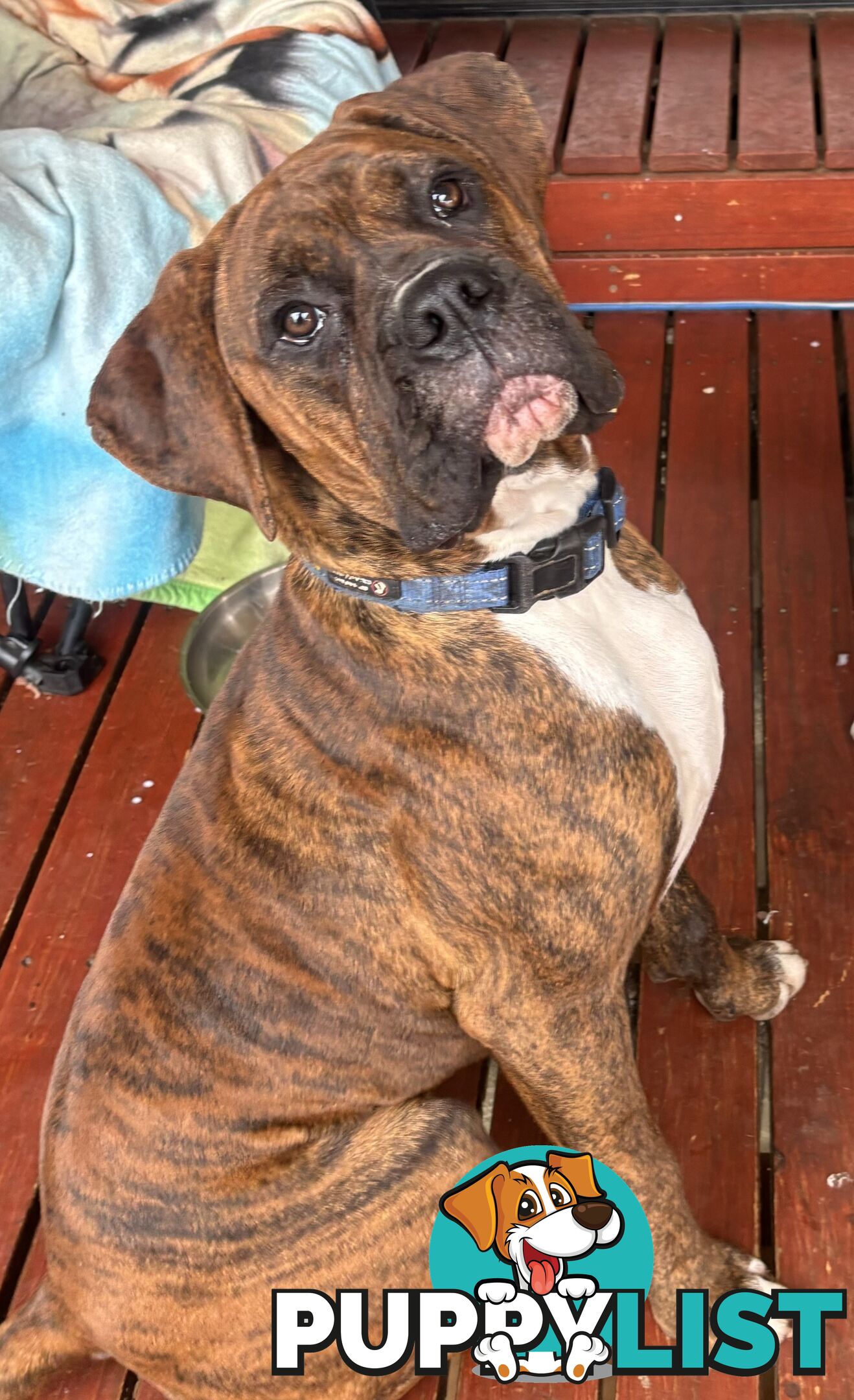 Purebred Cassius Clay Boxer Puppies