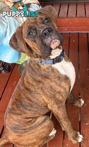 Purebred Cassius Clay Boxer Puppies