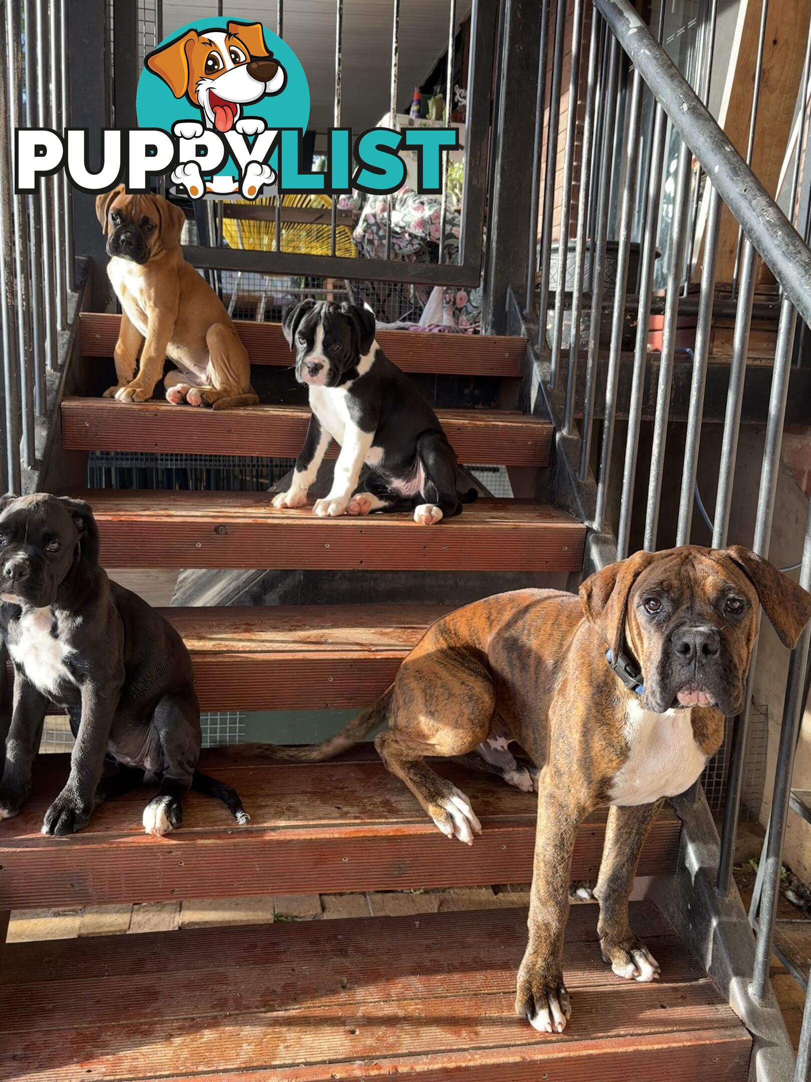 Purebred Cassius Clay Boxer Puppies