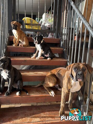Purebred Cassius Clay Boxer Puppies