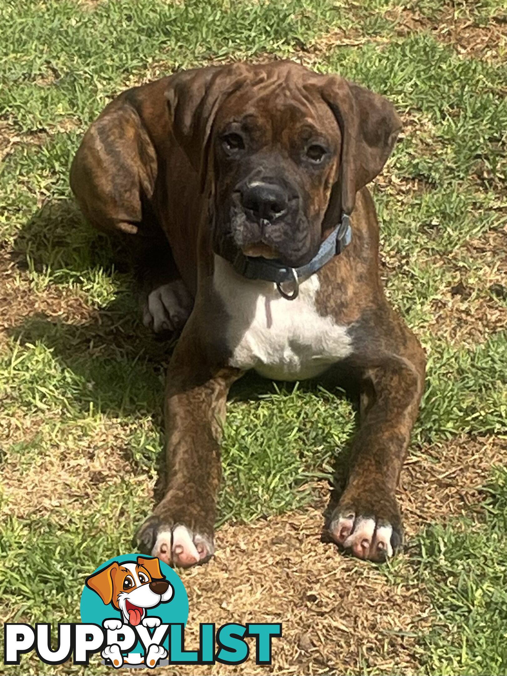 Purebred Cassius Clay Boxer Puppies