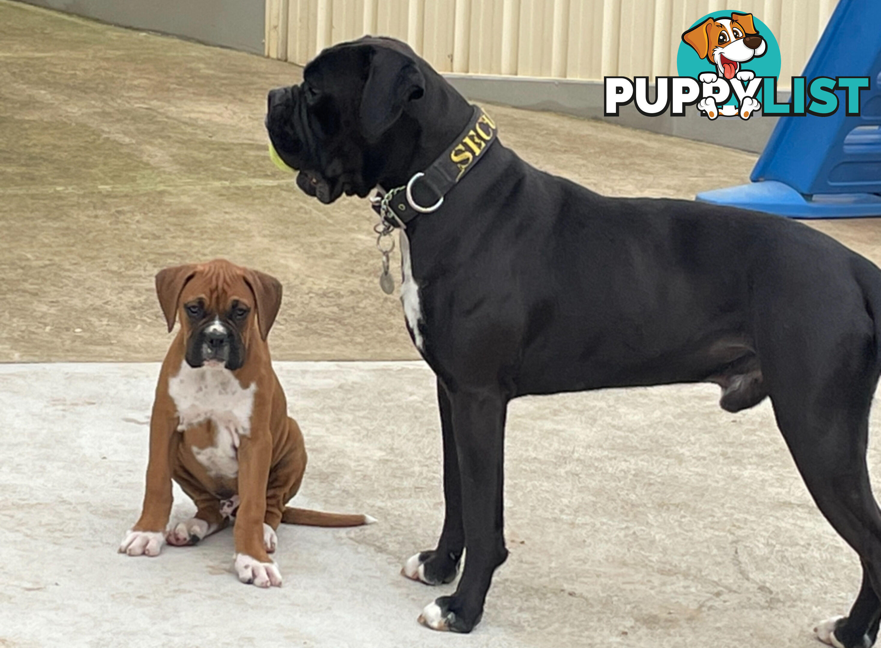 Purebred Cassius Clay Boxer Puppies