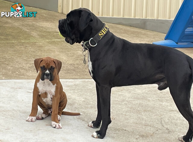 Purebred Cassius Clay Boxer Puppies