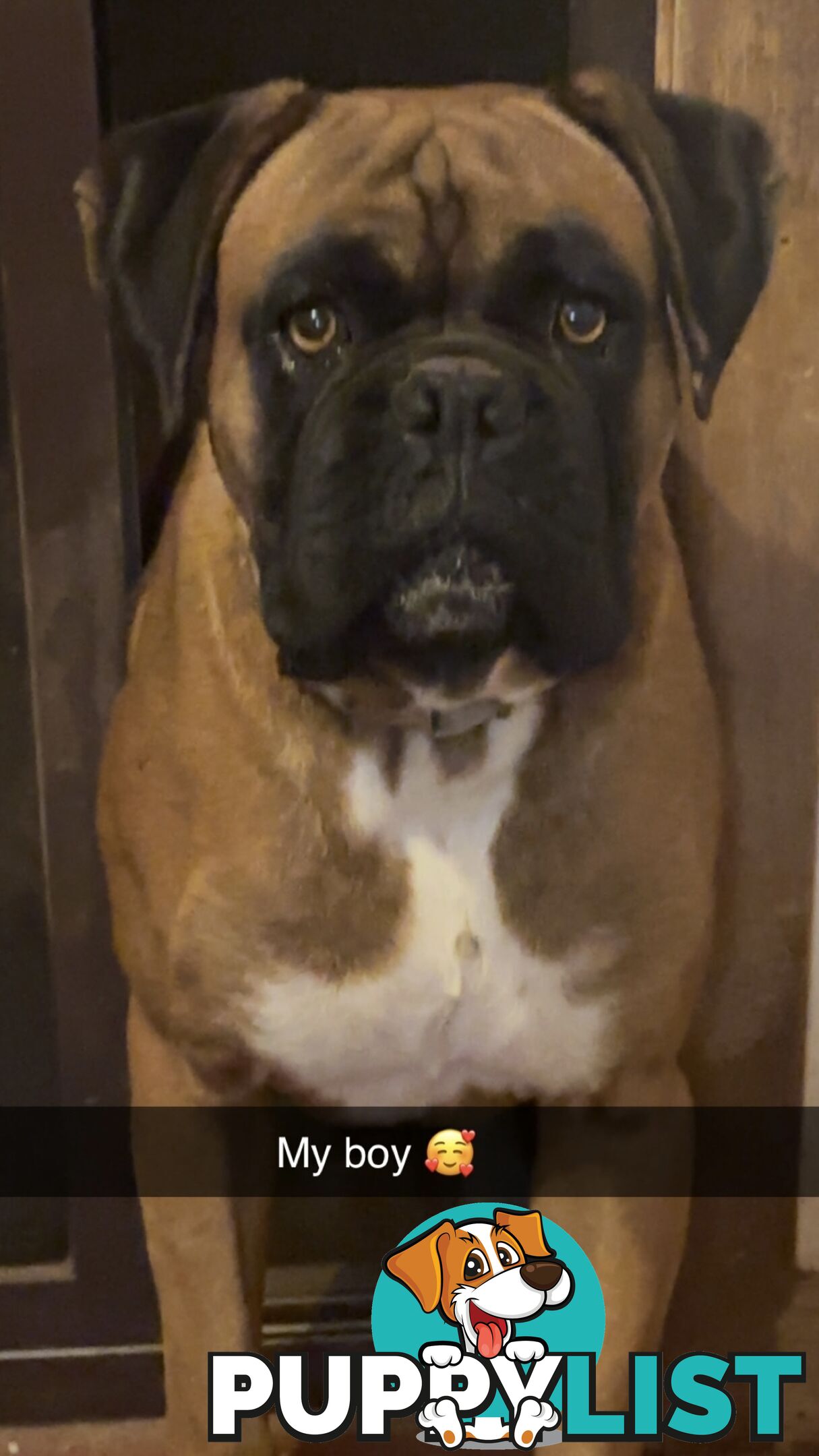 Purebred Cassius Clay Boxer Puppies