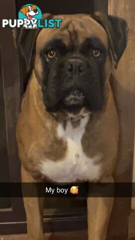 Purebred Cassius Clay Boxer Puppies