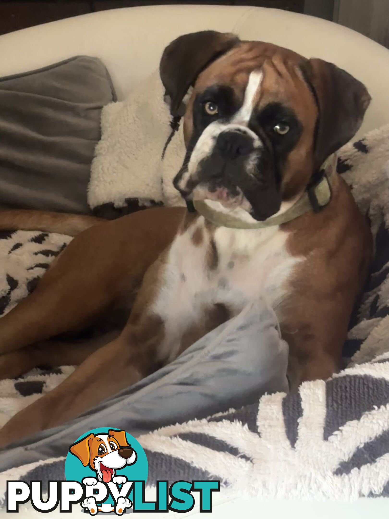 Purebred Cassius Clay Boxer Puppies