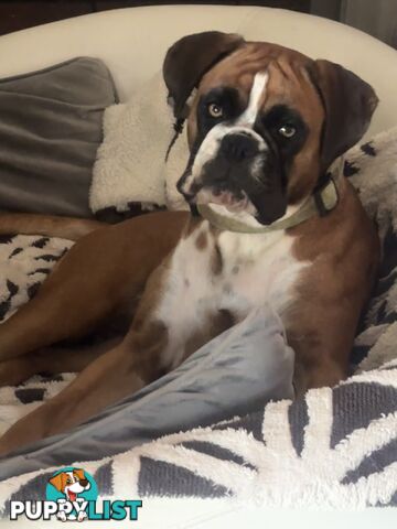 Purebred Cassius Clay Boxer Puppies