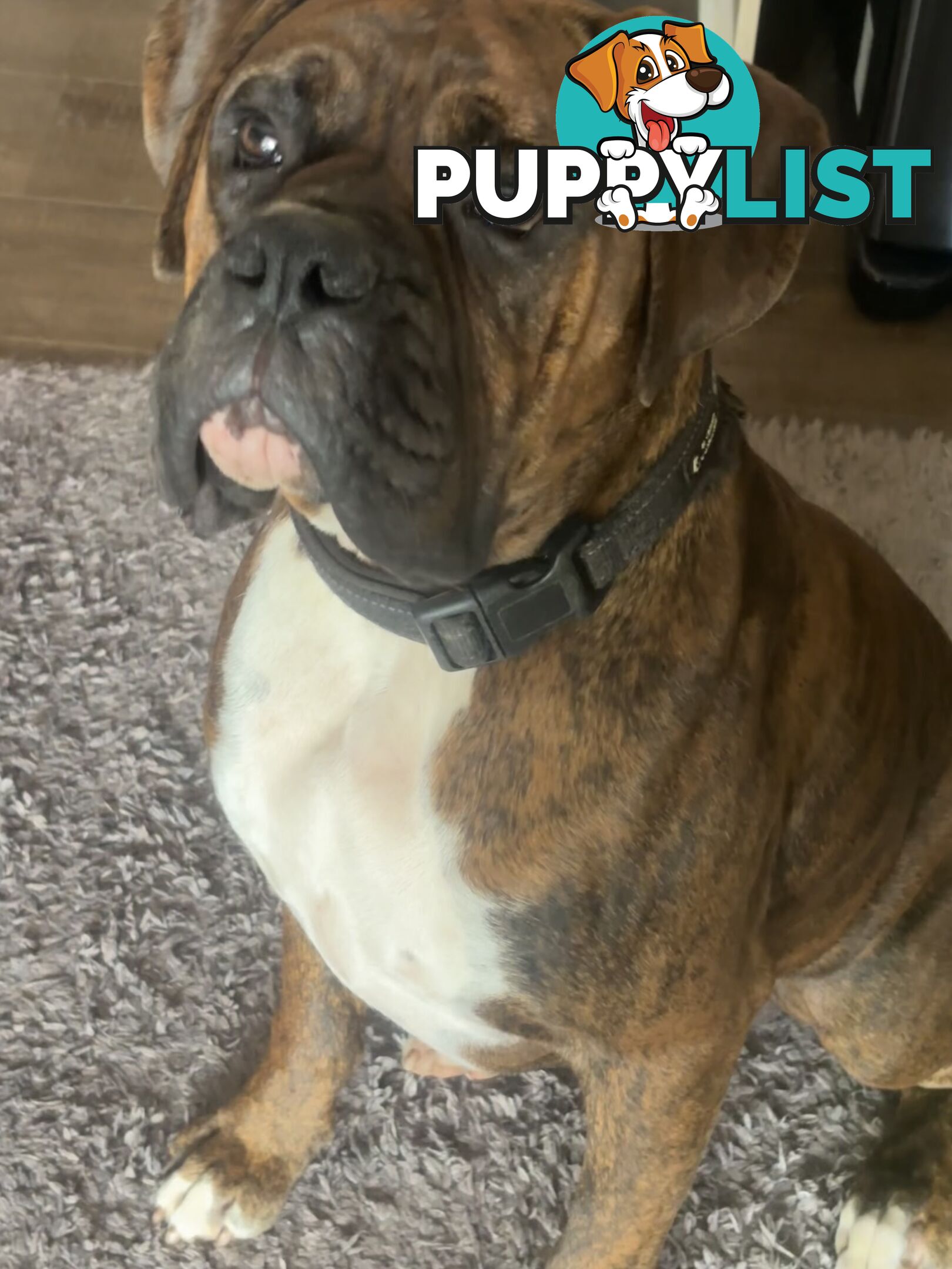 Purebred Cassius Clay Boxer Puppies