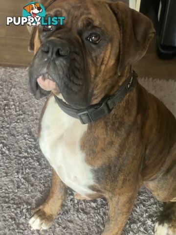 Purebred Cassius Clay Boxer Puppies