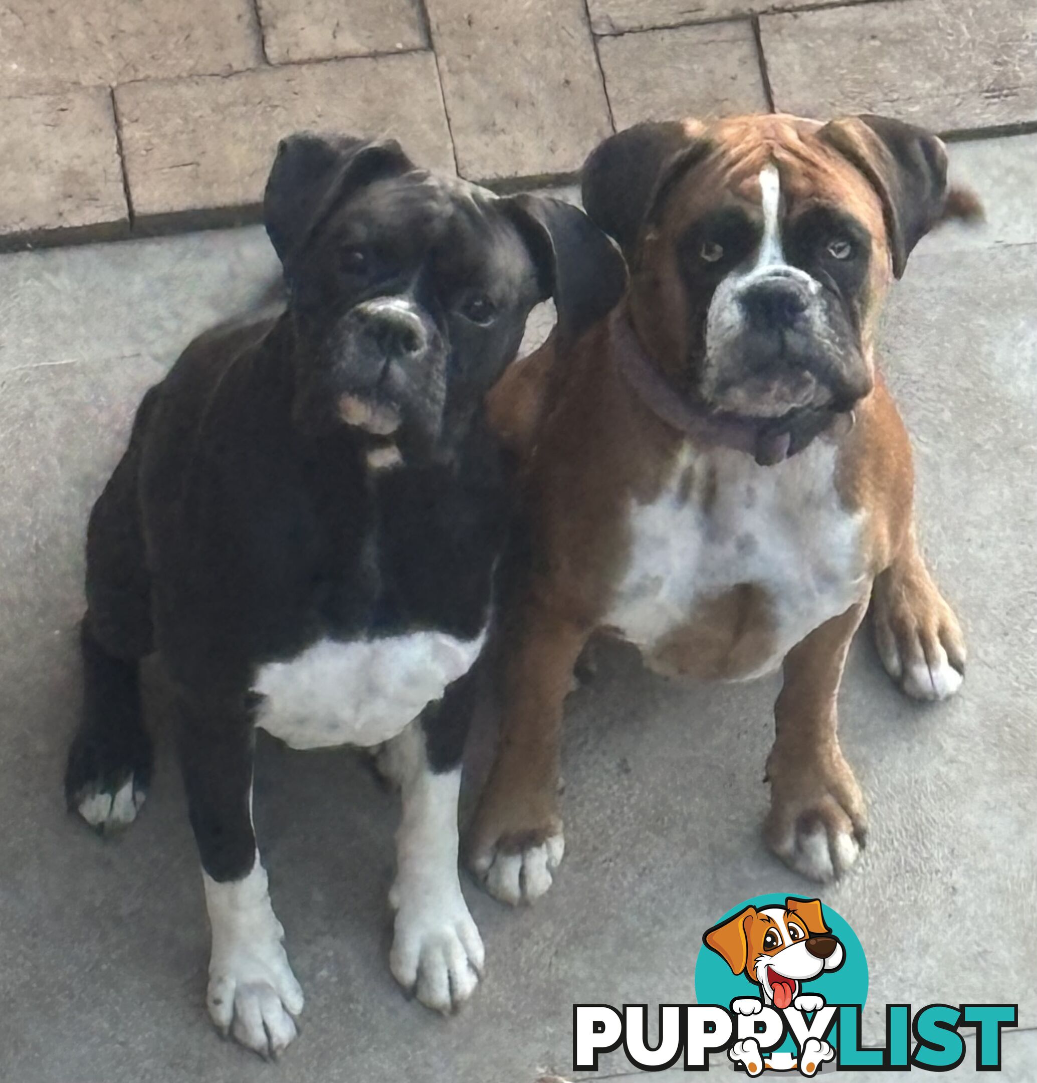 Purebred Cassius Clay Boxer Puppies