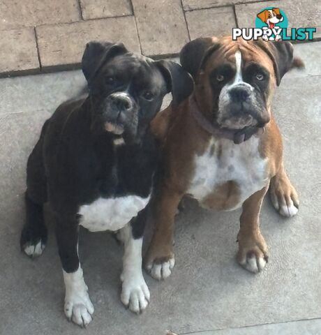 Purebred Cassius Clay Boxer Puppies