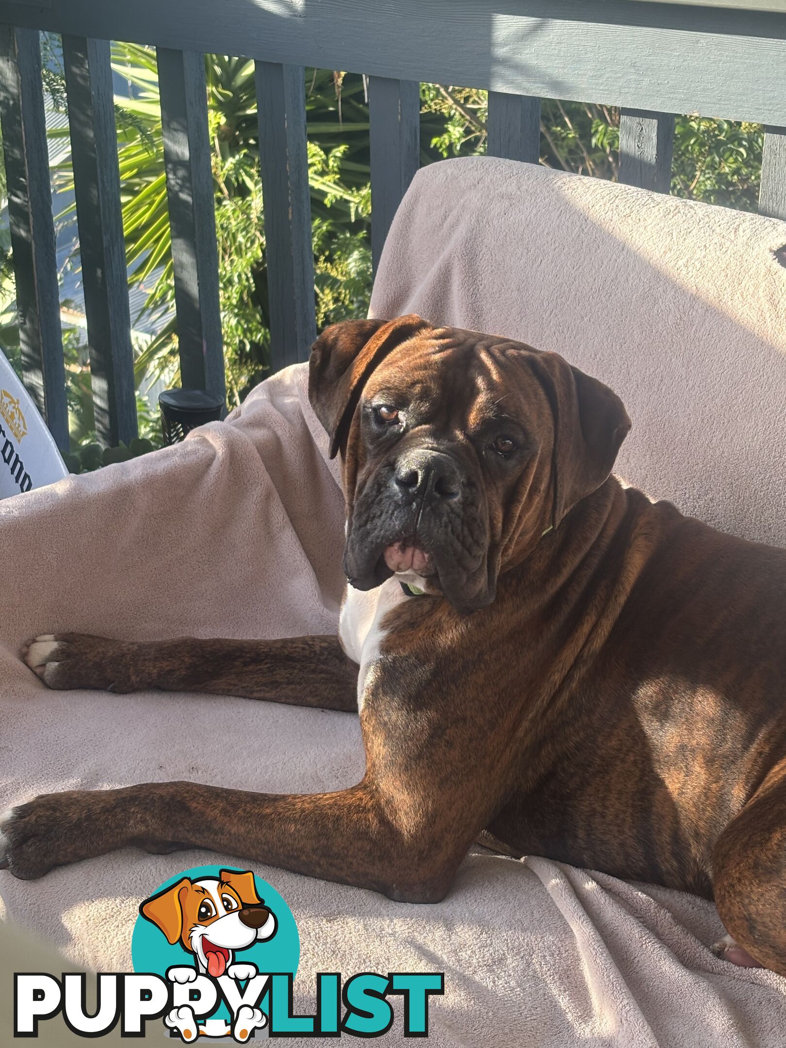 Purebred Cassius Clay Boxer Puppies