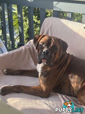 Purebred Cassius Clay Boxer Puppies