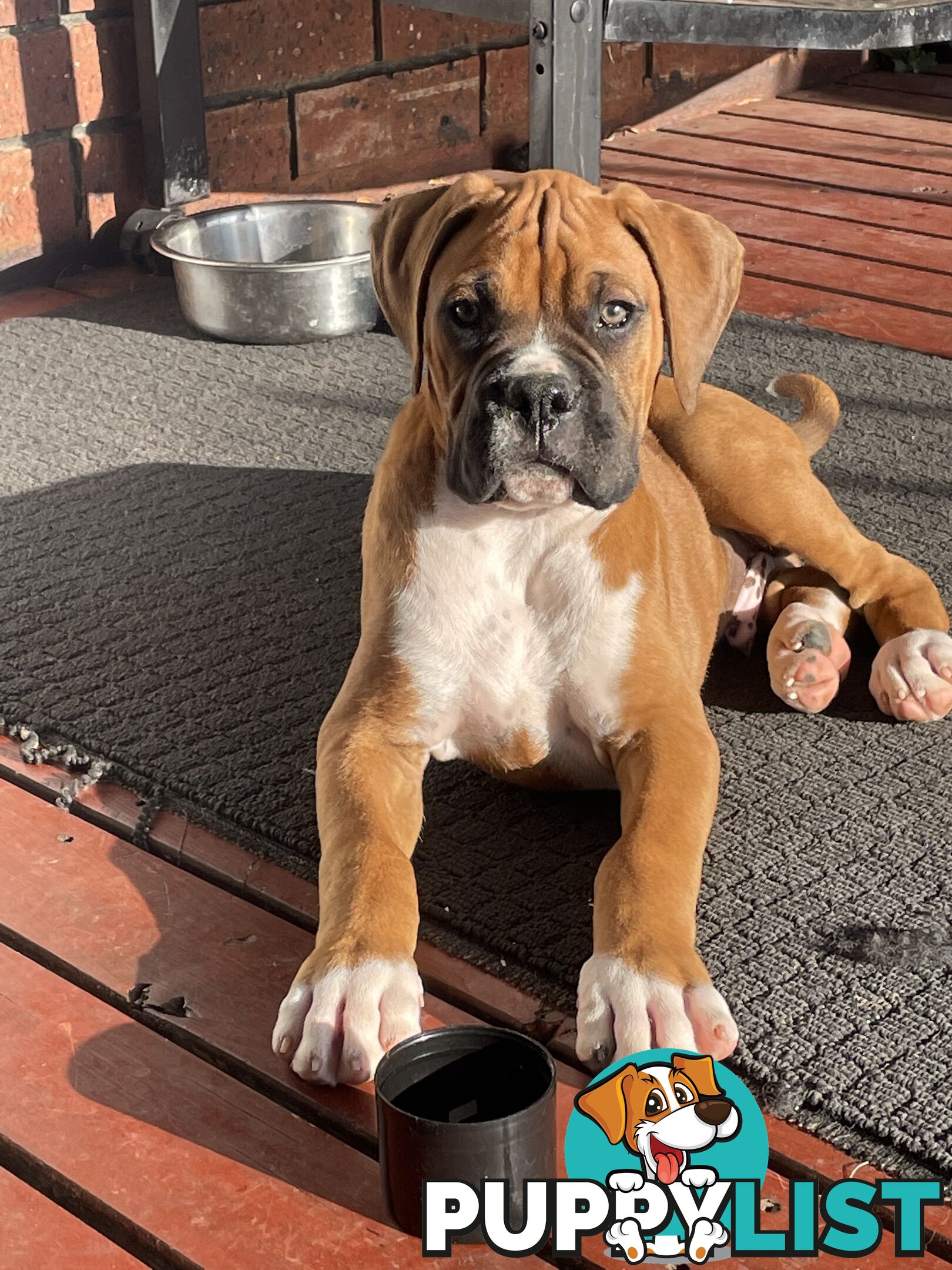 Purebred Cassius Clay Boxer Puppies