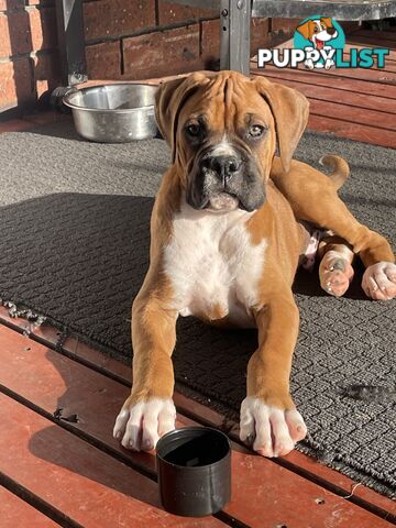 Purebred Cassius Clay Boxer Puppies