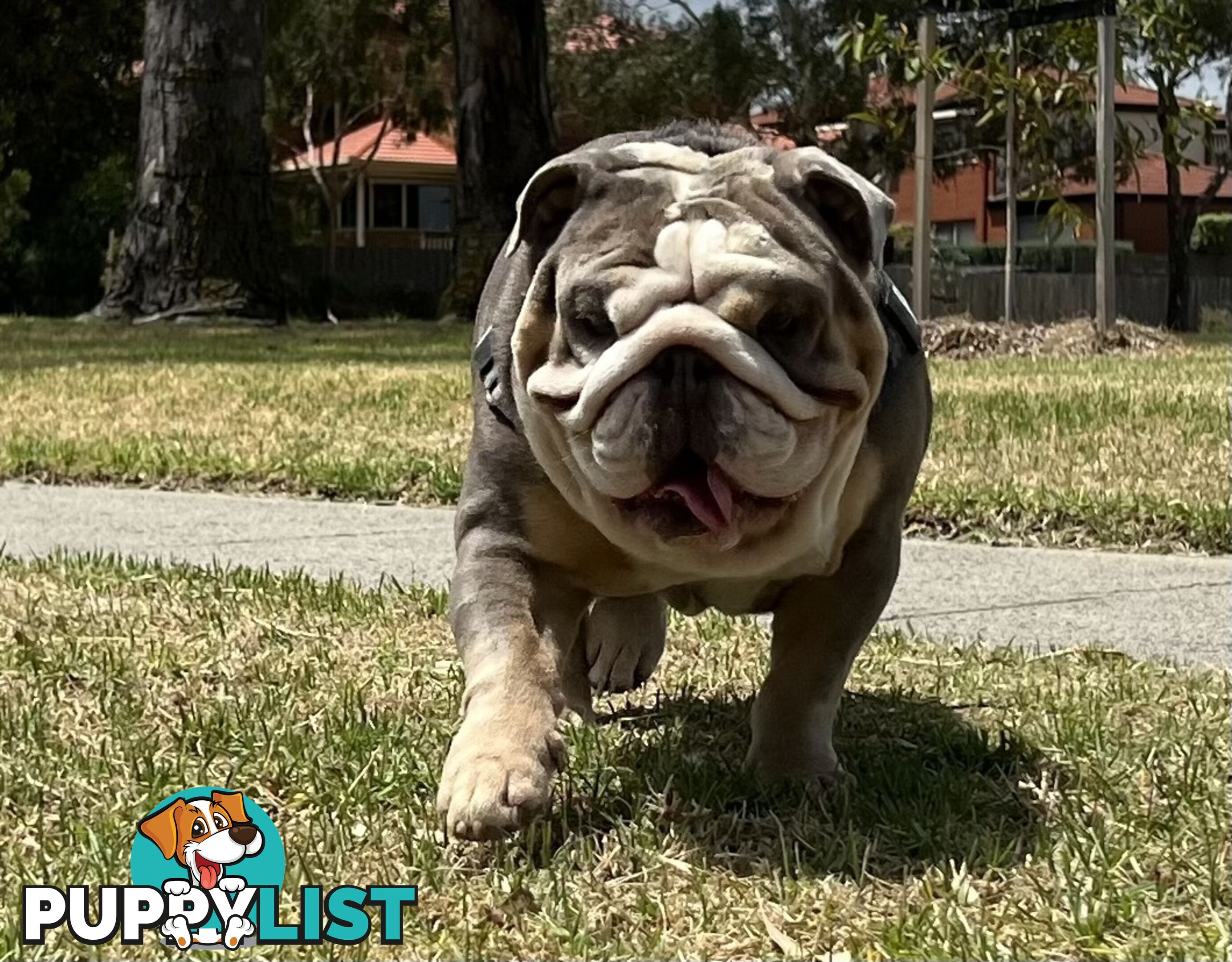 British Bulldog Stud Service