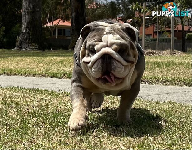 British Bulldog Stud Service
