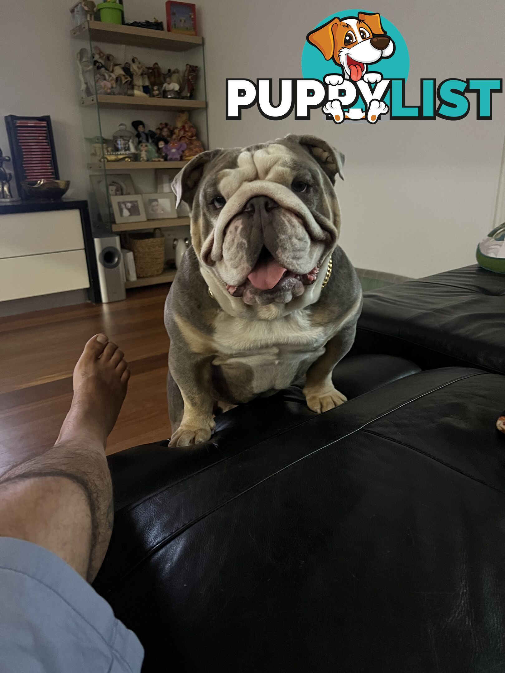 British Bulldog Stud Service