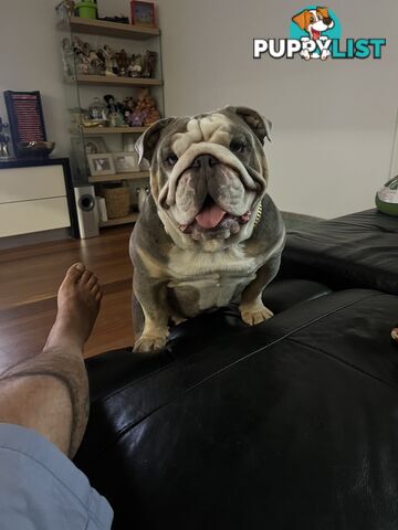 British Bulldog Stud Service