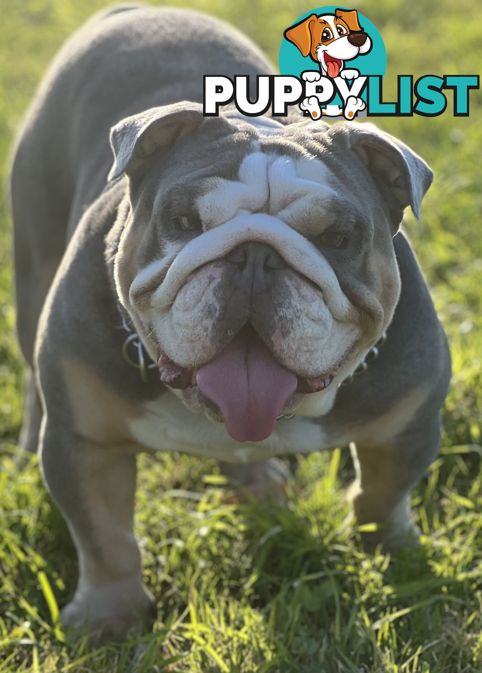 British Bulldog Stud Service