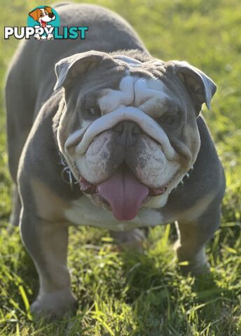 British Bulldog Stud Service
