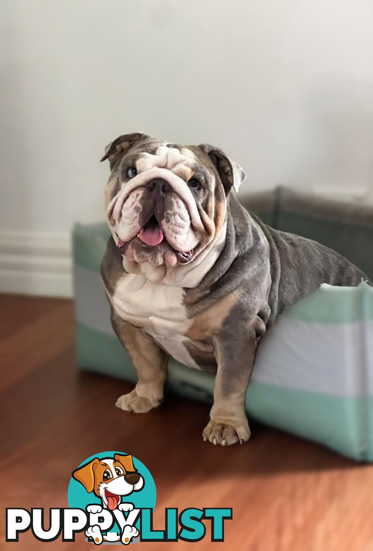British Bulldog Stud Service