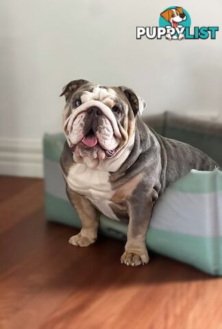 British Bulldog Stud Service