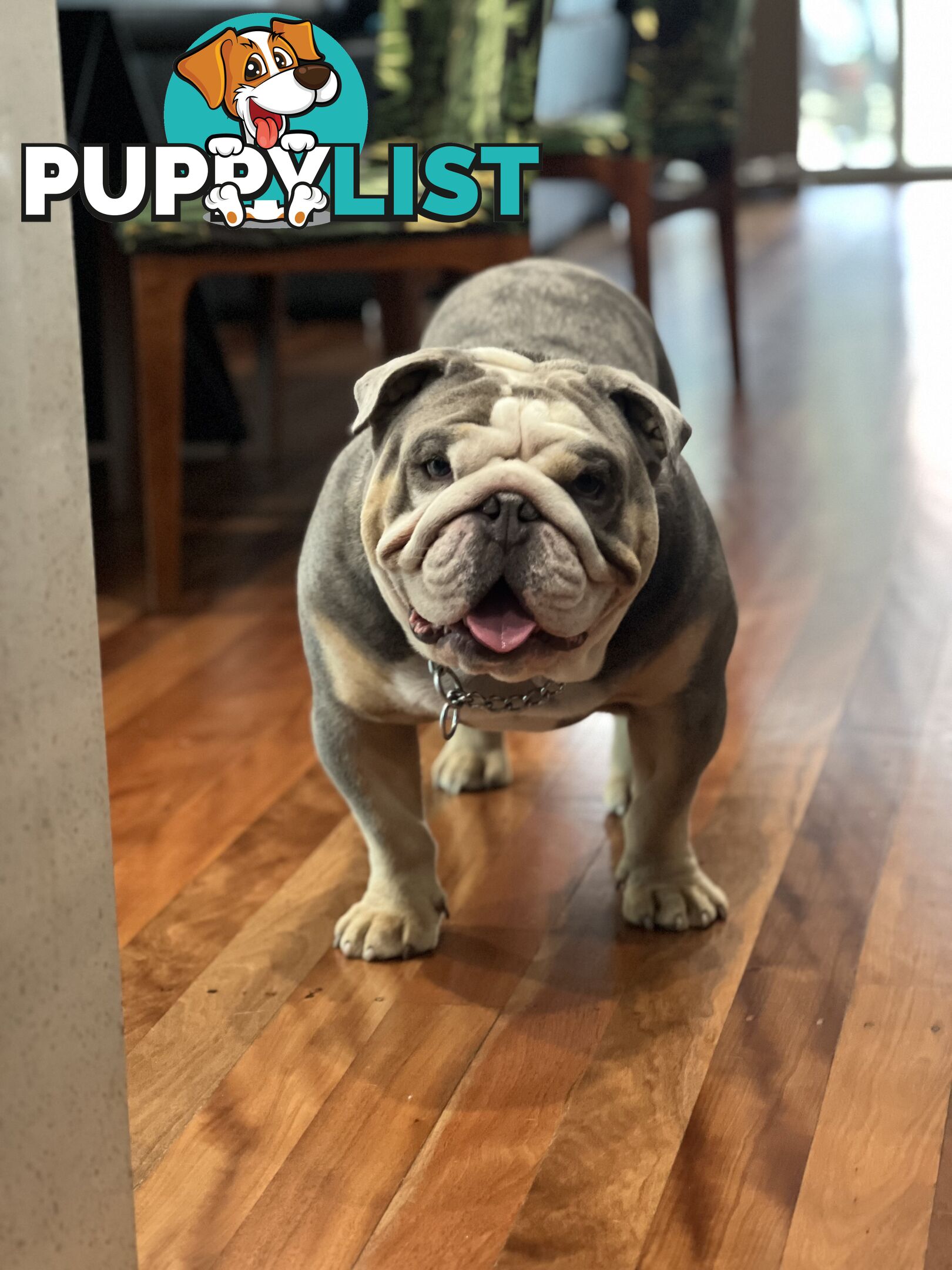British Bulldog Stud Service