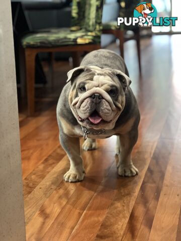 British Bulldog Stud Service