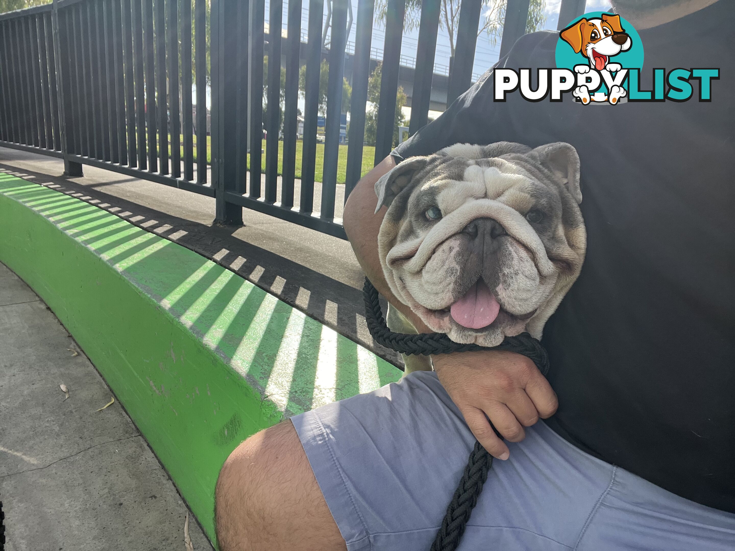 British Bulldog Stud Service