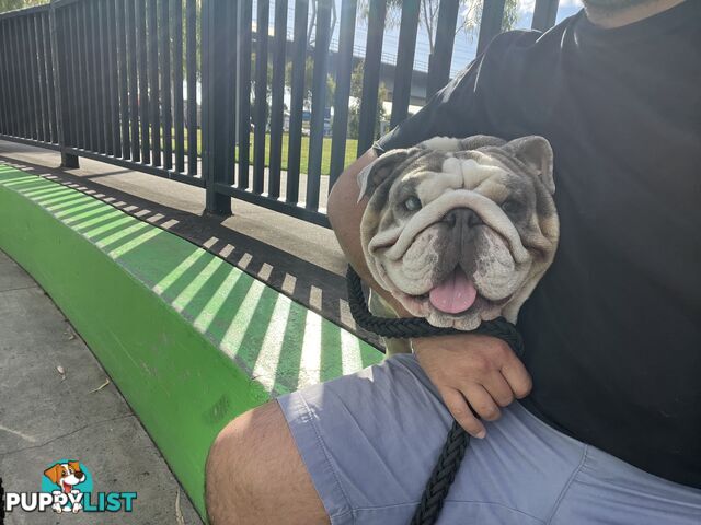 British Bulldog Stud Service
