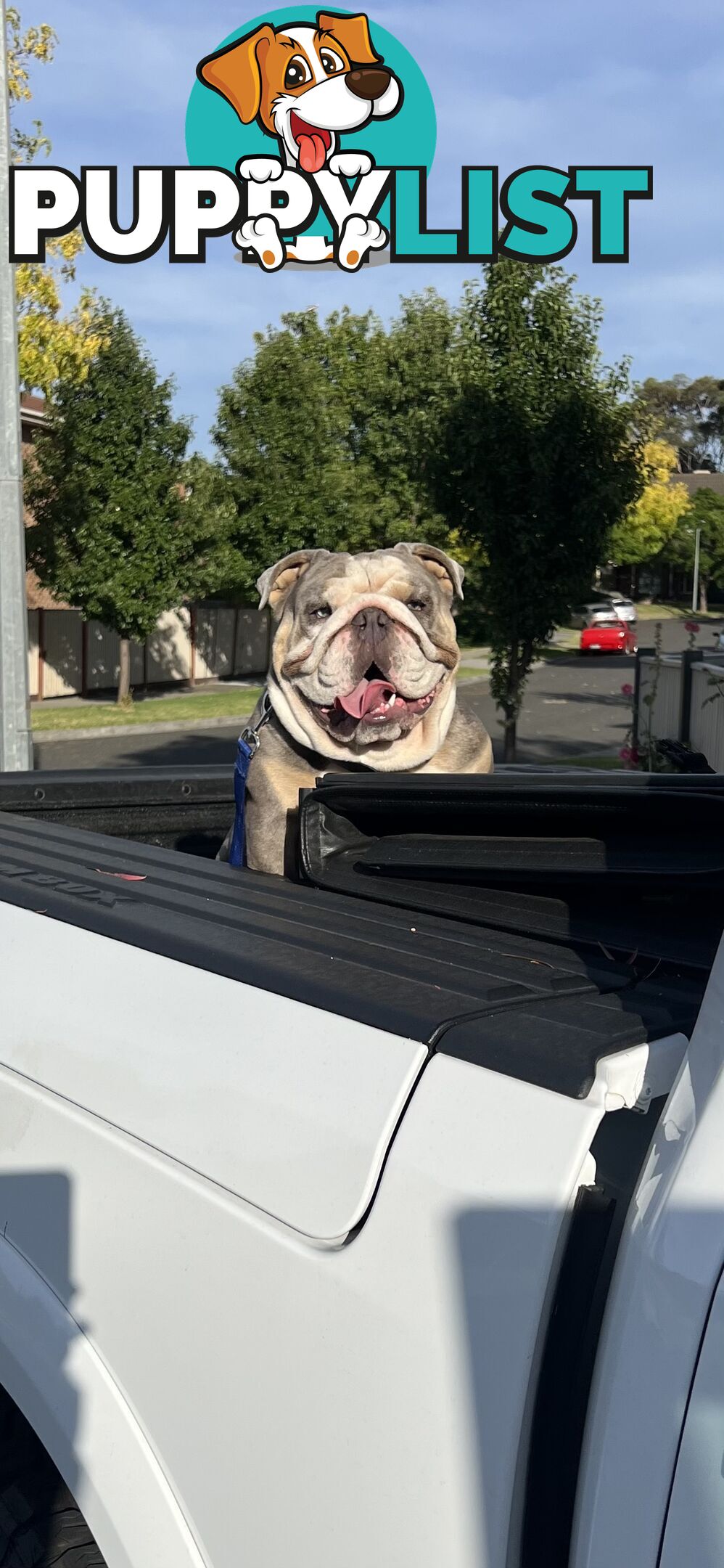 British Bulldog Stud Service