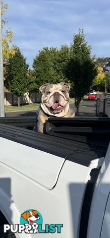 British Bulldog Stud Service