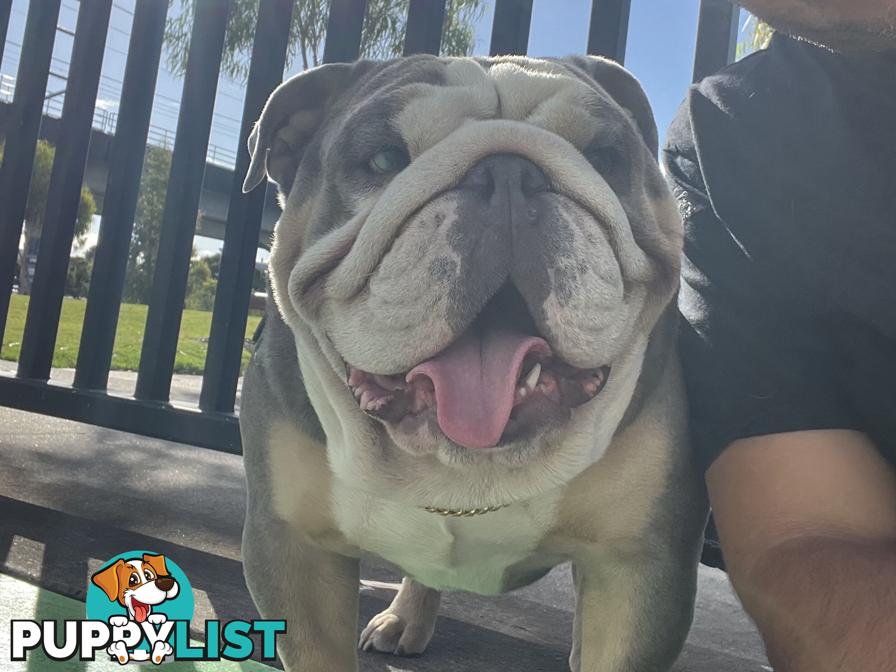 British Bulldog Stud Service
