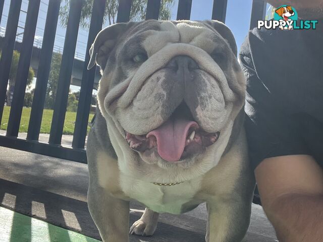 British Bulldog Stud Service