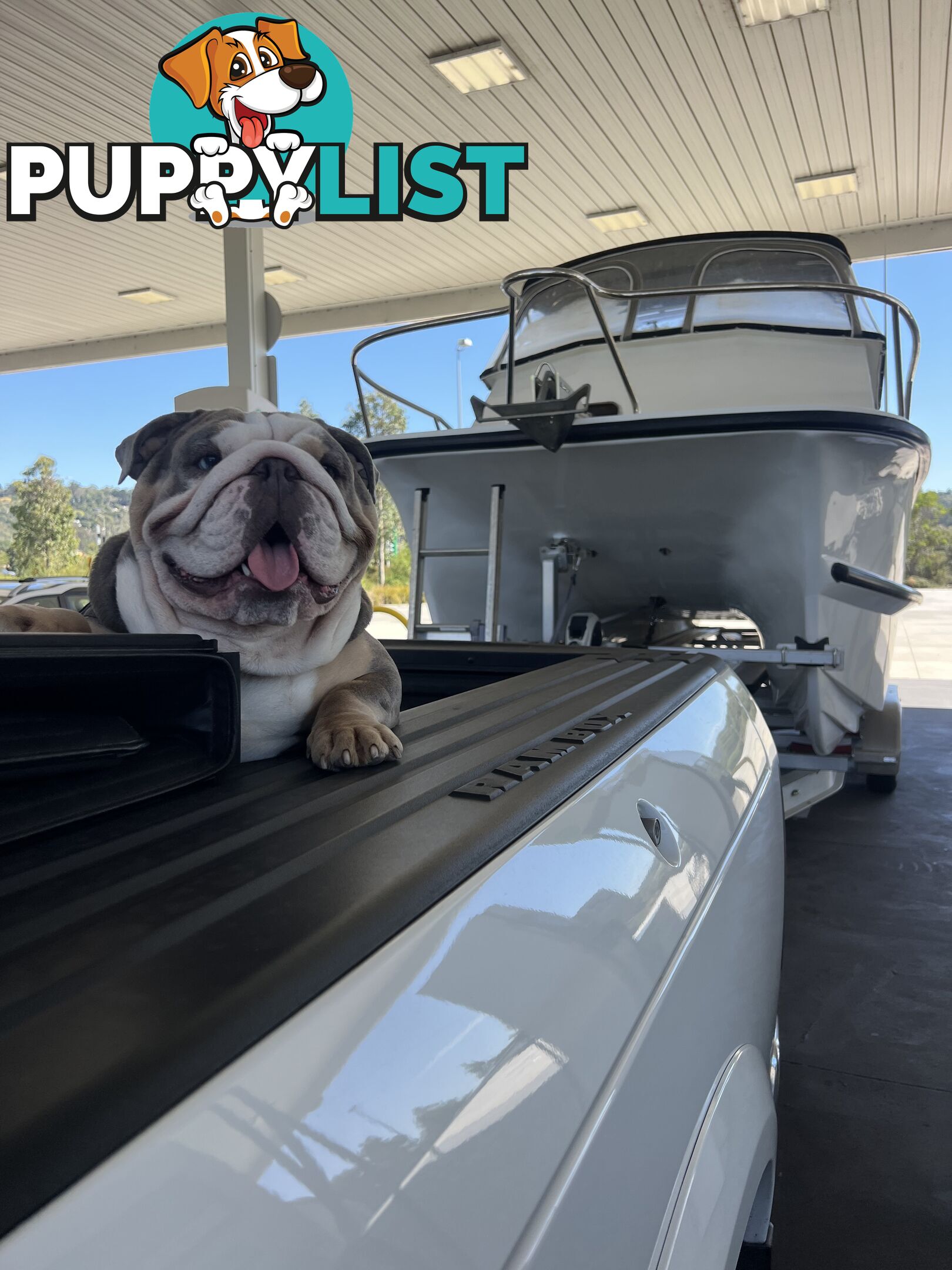 British Bulldog Stud Service