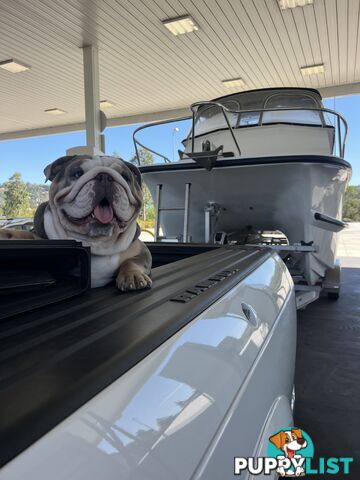 British Bulldog Stud Service