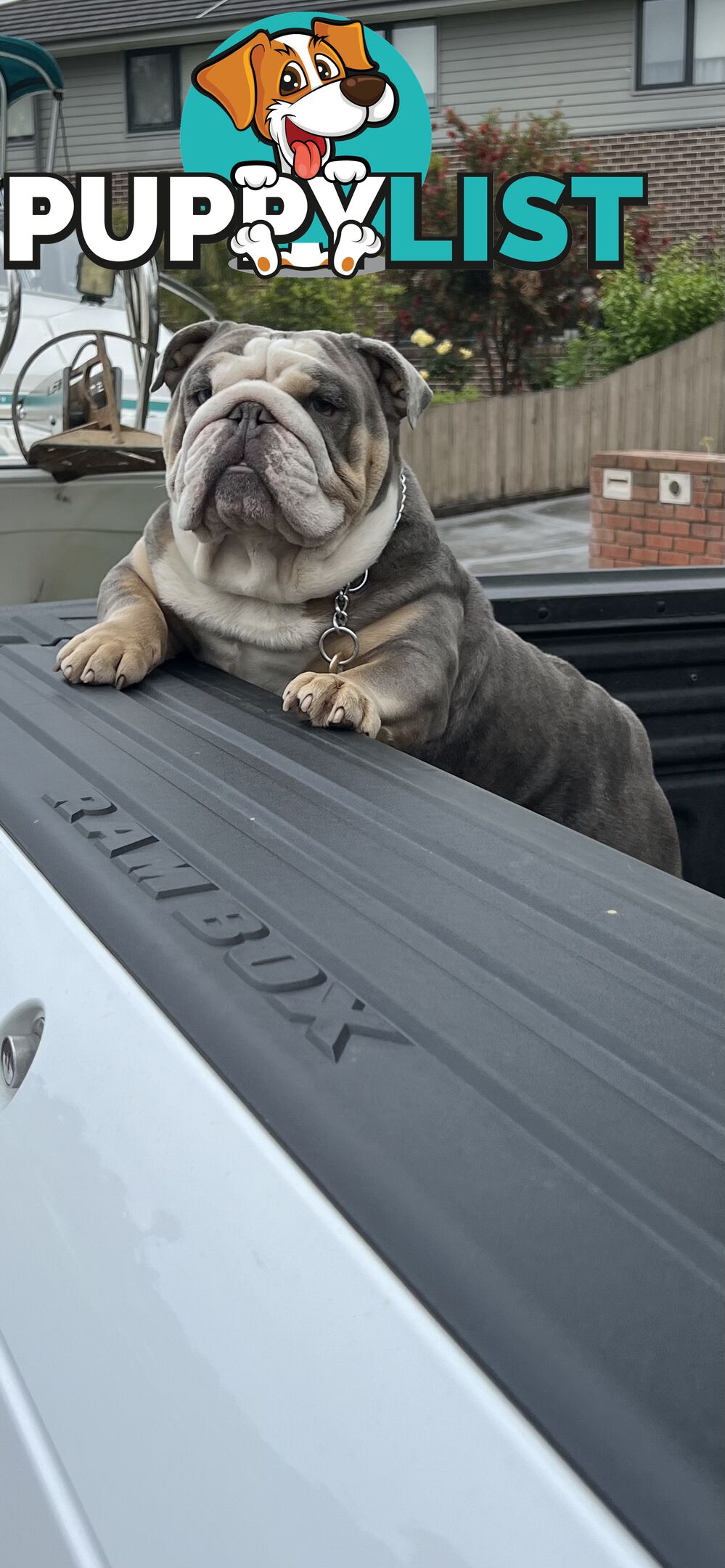 British Bulldog Stud Service