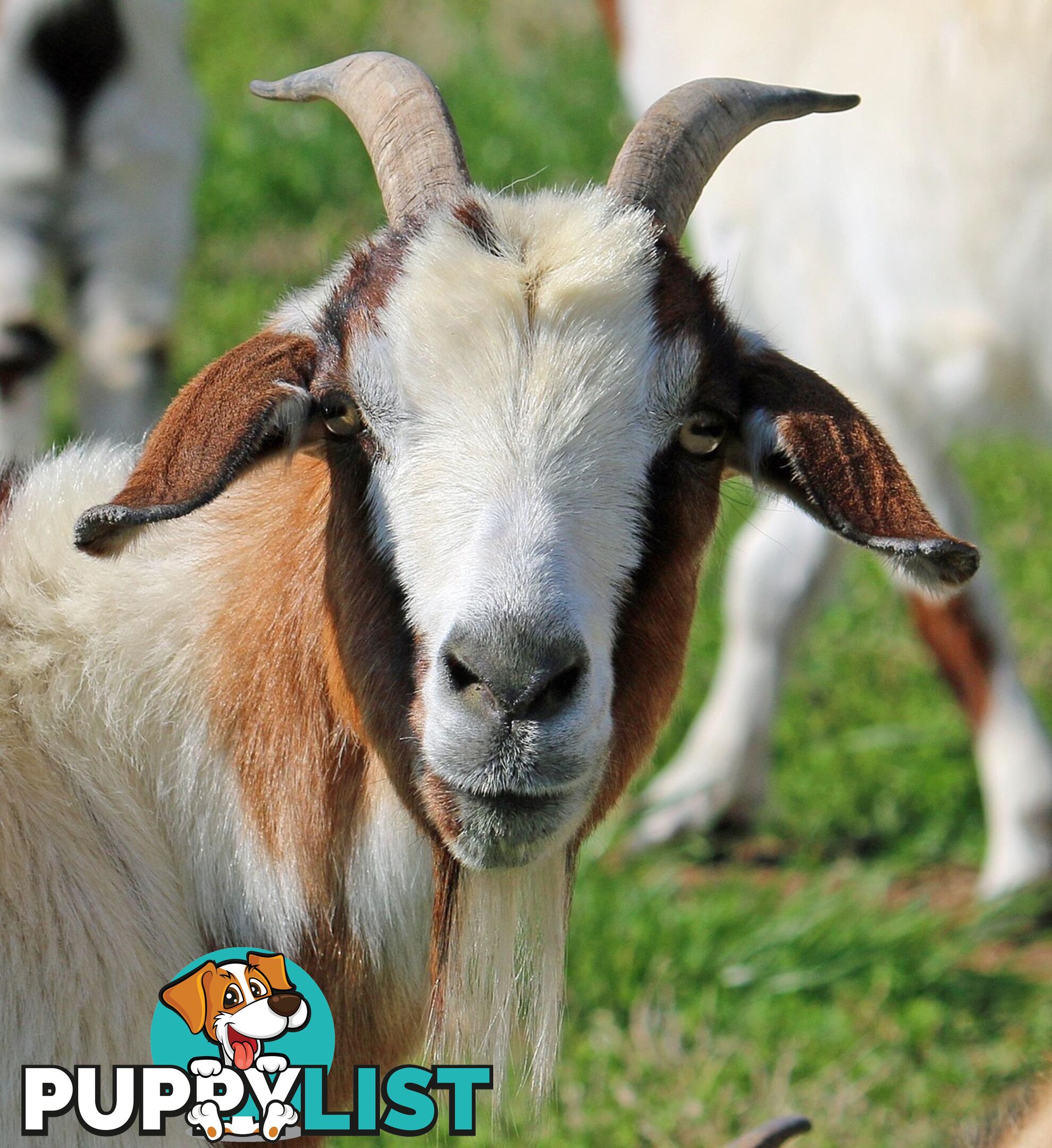 Premium Saanen Milk/Cheese Goats $10 per head