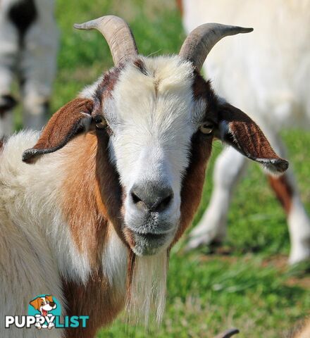 Premium Saanen Milk/Cheese Goats $10 per head