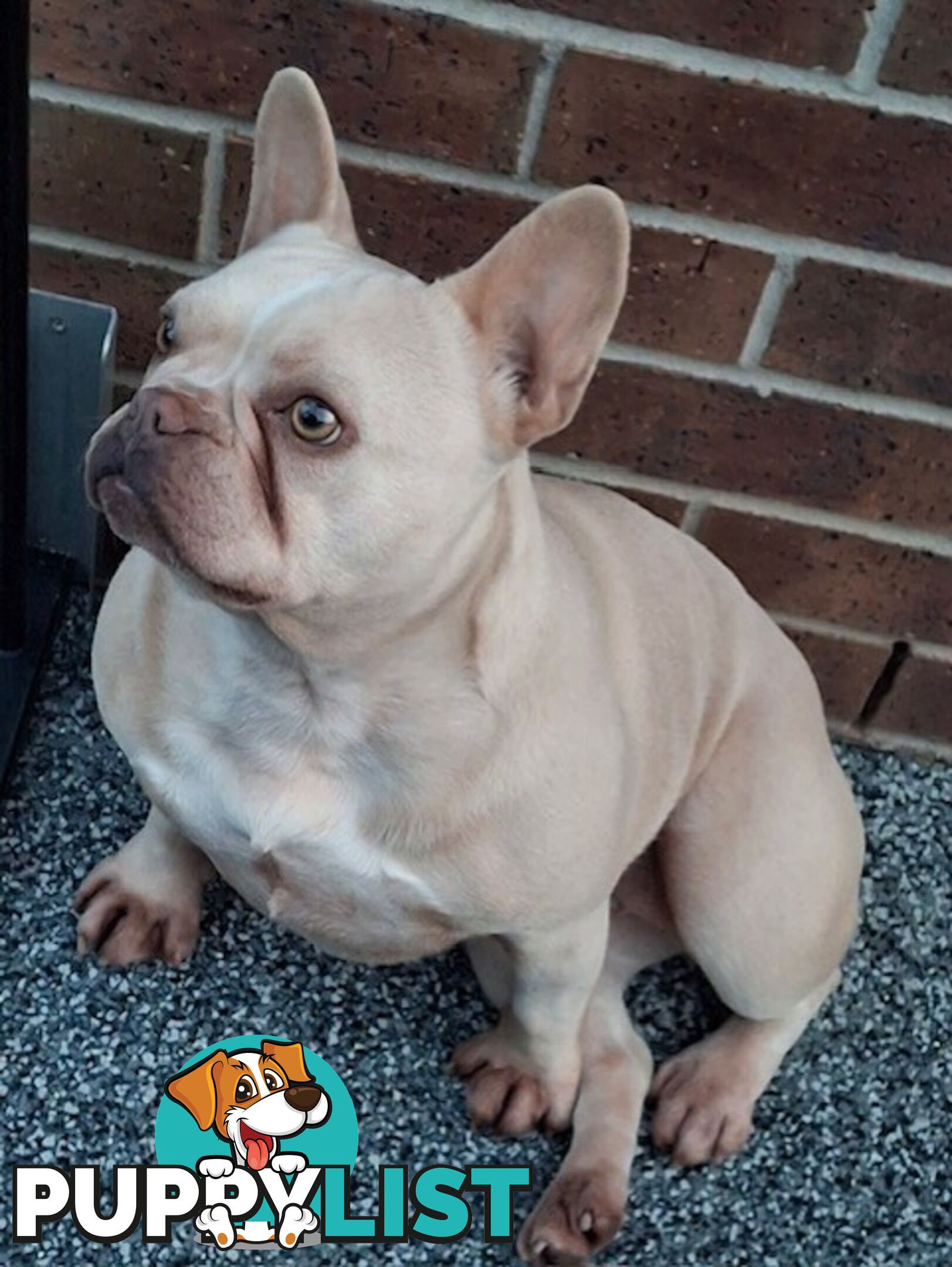 French Bulldog - Master Dog Breeders Certified Pedigree