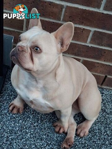 French Bulldog - Master Dog Breeders Certified Pedigree