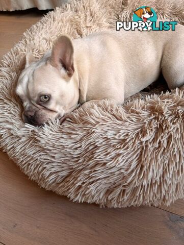 French Bulldog - Master Dog Breeders Certified Pedigree