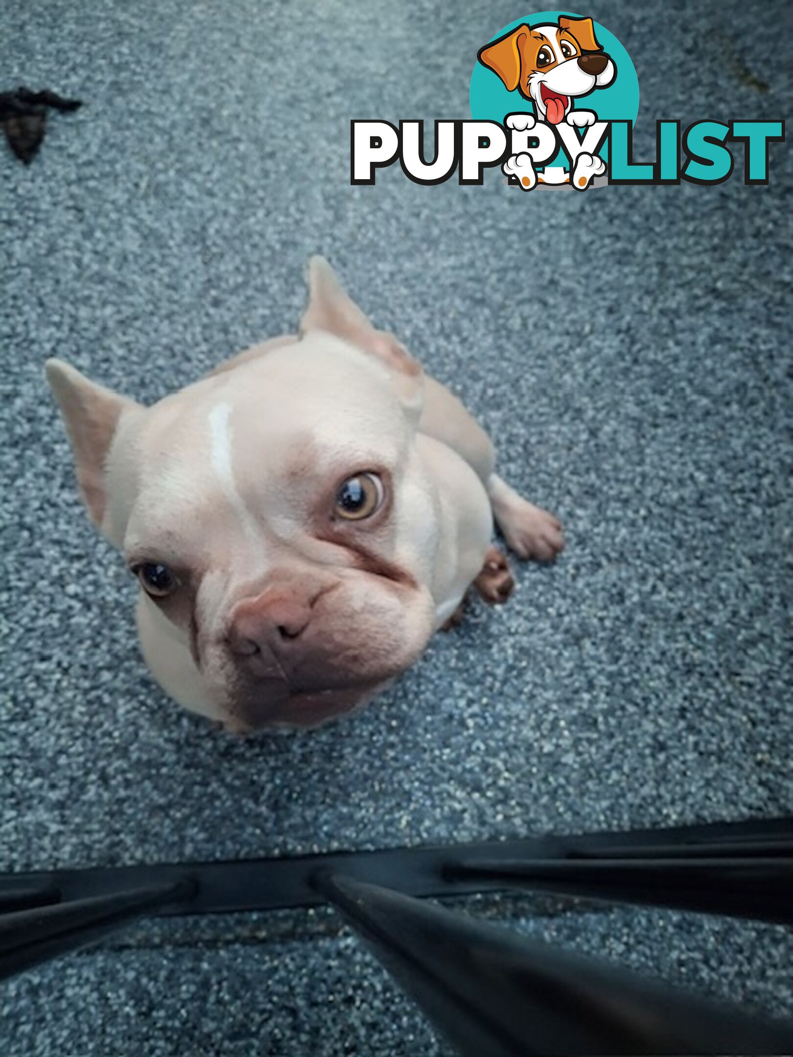 French Bulldog - Master Dog Breeders Certified Pedigree