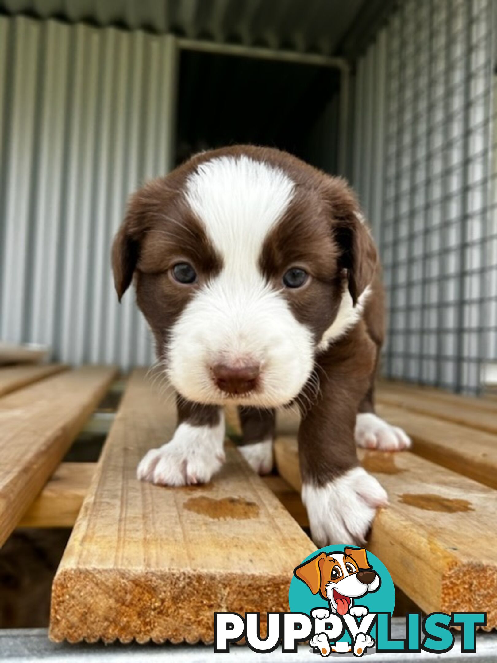 Female border collie