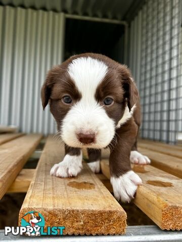 Female border collie